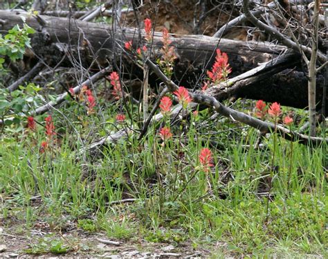 Indian Paintbrush Texas Rare Flower 340 Seeds Groco Castilleja