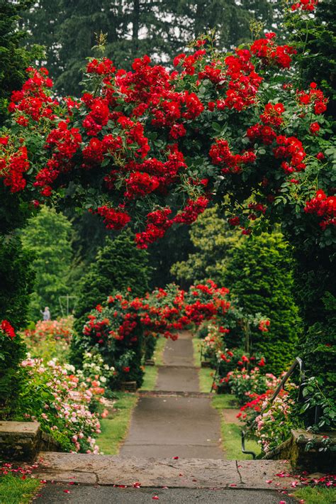 Visiting The Portland Rose Garden Helpful Local S Guide Tips