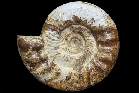 134 Jurassic Ammonite Fossil Madagascar For Sale 77651