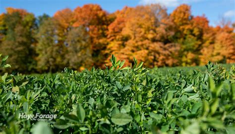 This Fall Practice Always Offers Returns Hay And Forage Magazine