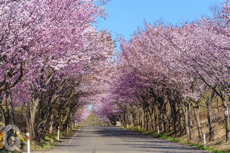 岩木山の世界一の桜並木 グリーン交通 ｜ 青森県弘前市のタクシーなら