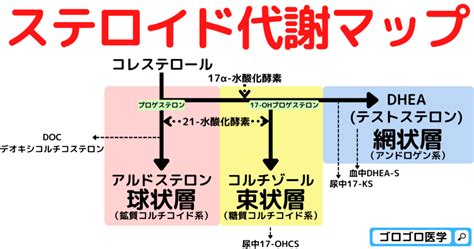 【クッシング症候群】17ohcs・17ks・dheasとは？覚え方 ゴロ ゴロゴロ医学