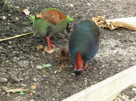 Roul-roul Partridge with Young | Marnix's Bird Gallery