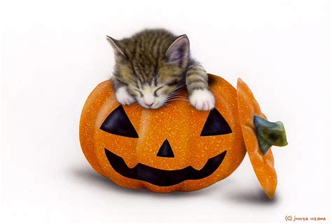 Happy Halloween Sleep Orange Halloween Cat Animal Card Cute