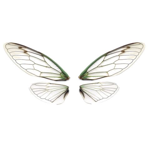 Cicada wings – Artofit