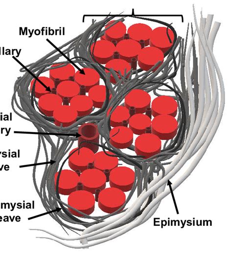 Schematic Of Cardiac Extracellular Matrix Download Scientific Diagram