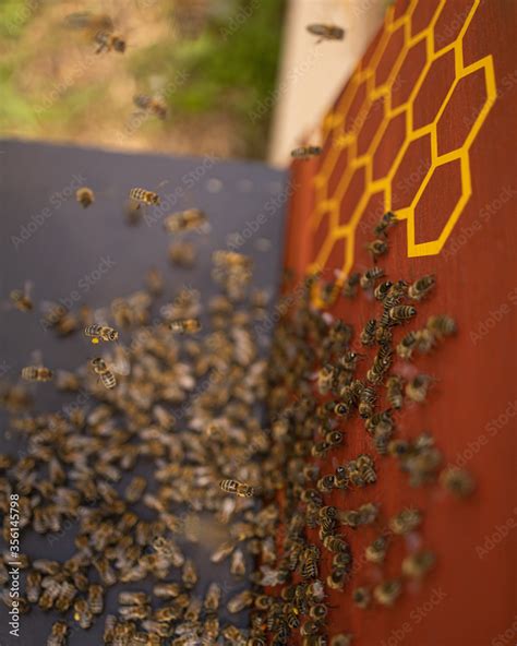 Bienen Vor Einer Bienenbeute Mit Honigbienen Auf Dem Flugbrett Stock