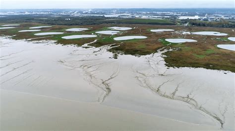 Les Vasi Res Des Milieux Clefs Pour L Cosyst Me Estuarien Gip Seine