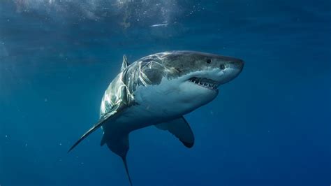 Horror Angriff In Australien Wei Er Hai Rei T Surfer Den Fu Ab