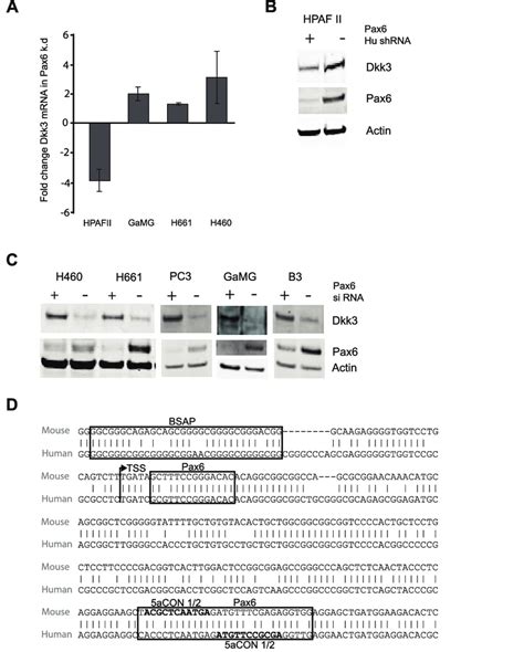 Pax6 Regulates The Expression Of Dkk3 In Several Human Cell Lines