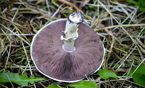 Premium Photo Agrocybe Praecox Spring Fieldcap Mushroom Image