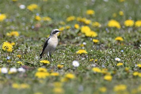 Traquet Motteux Marie Claire Bolle Flickr