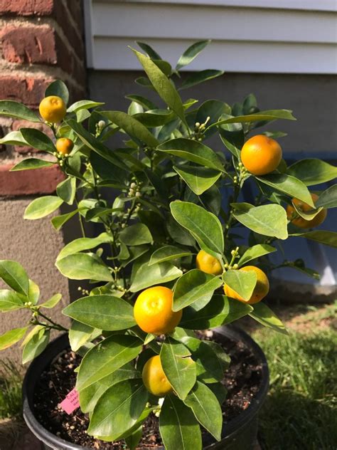 First taste of calamondin orange – YHK daily photos