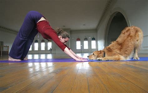 Dog - Yoga Classes Houston