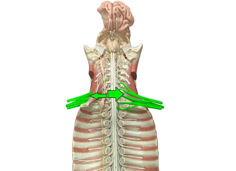 Bio 233 Vertebrae Nervous Identification Flashcards Memorang