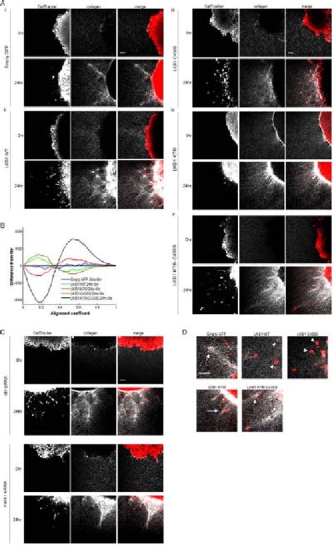 Kinase Activity Of Lkb Represses Collagen Remodeling A Multiphoton