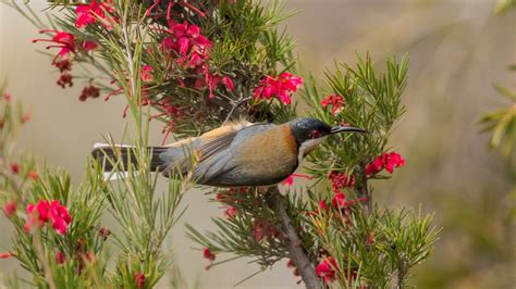 Eastern Spinebill Acanthorhynchus Tenuirostris And Juniper Leaf