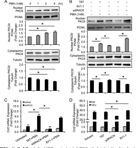 Figure 8 From Protein Kinase C δ Pkcδ Regulates Proinflammatory