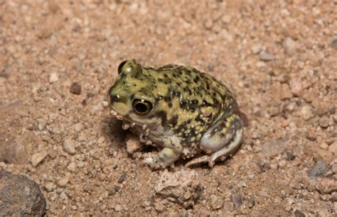 Rare Animal Species In Colorado That Are Endangered Or Threatened