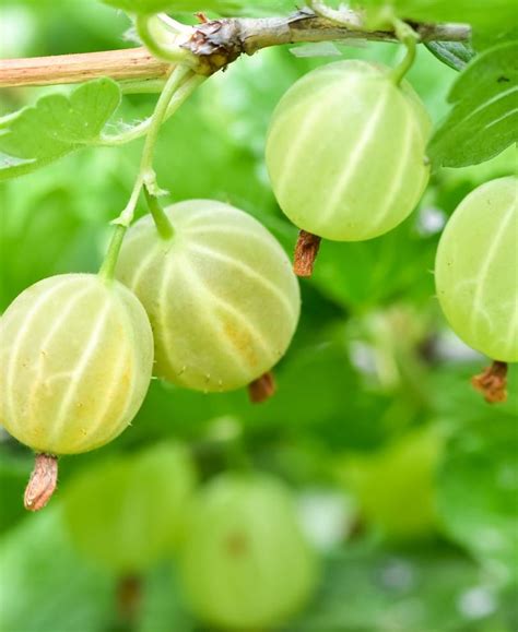 Pixwell Gooseberry — Raintree Nursery