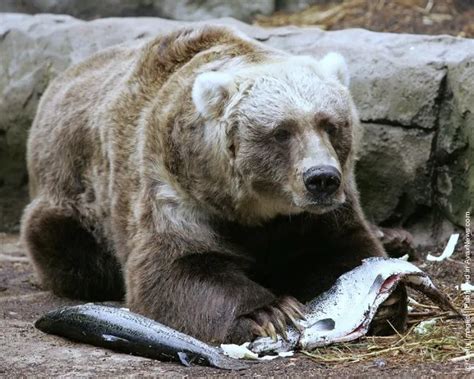 Simple: Bear Eat Fish