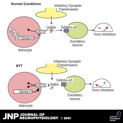 Loss Of MeCP2 Increases GABA Uptake By Astrocytes To Suppress Tonic