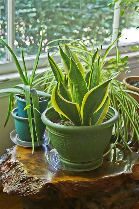 Les plantes vertes d'intérieur faciles à entretenir | Plante verte ...