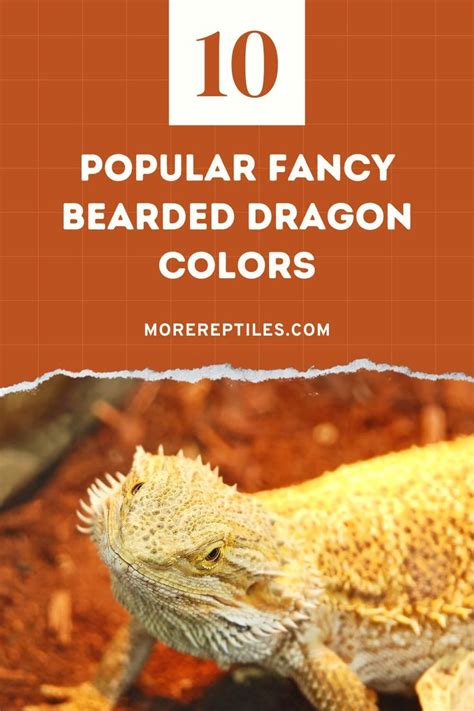 Discover The Stunning Colors Of Fancy Bearded Dragons