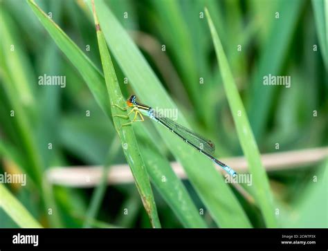 Enallagma Antennatum Hi Res Stock Photography And Images Alamy