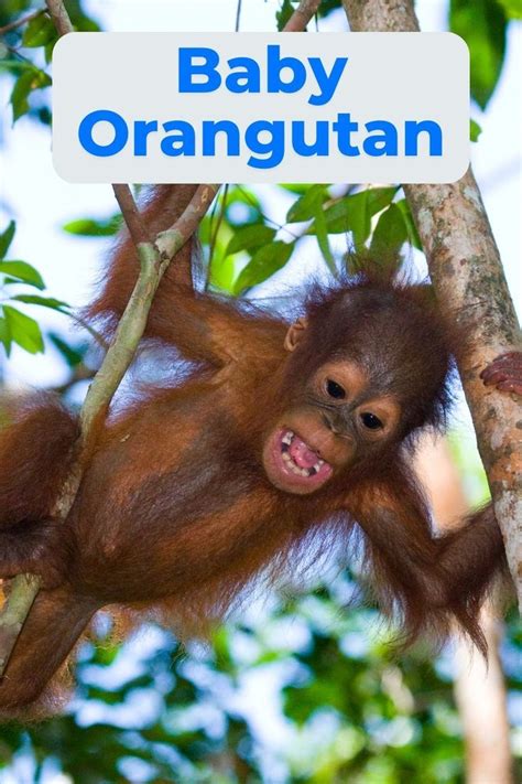 10 adorable baby orangutan facts that will surprise you – Artofit