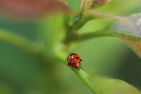 Coccinelle Insecte Coccinellida Photo Gratuite Sur Pixabay Pixabay