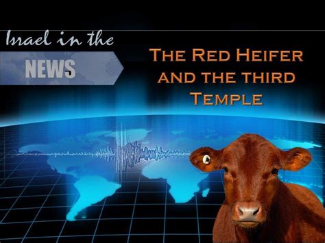 Holy Cow The Red Heifer In The News Beth Ariel Congregation