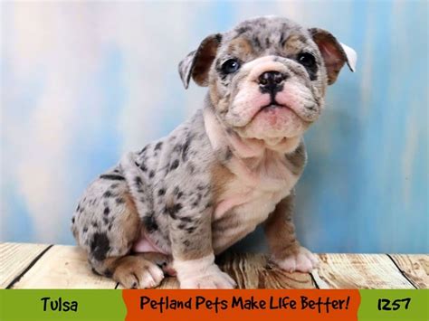 English Bulldog Small Animal blue merle ID:1257 Located at Petland Oklahoma City & Tulsa