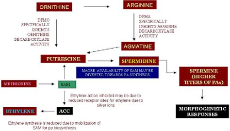 Interplay of polyamine and ethylene biosynthetic pathway. Enhanced ...