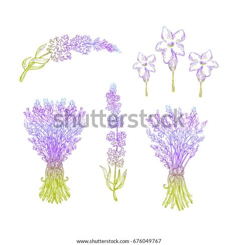 Set Lavender Flowers Elements Collection Lavender Stock Vector Royalty