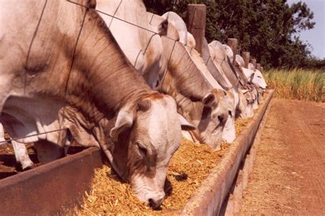 Nutrição animal Sucesso no Campo