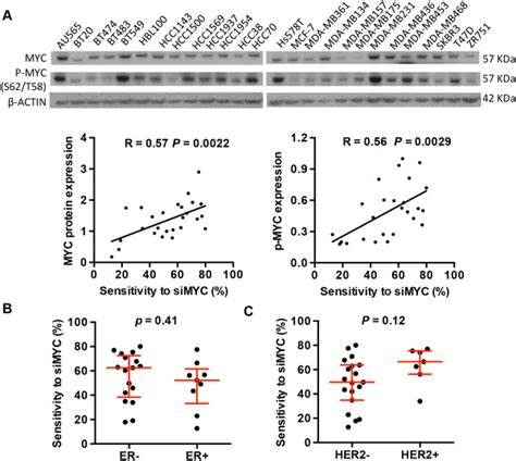 Characterization Of MYC Dependence In Human Breast Cancer Cells A