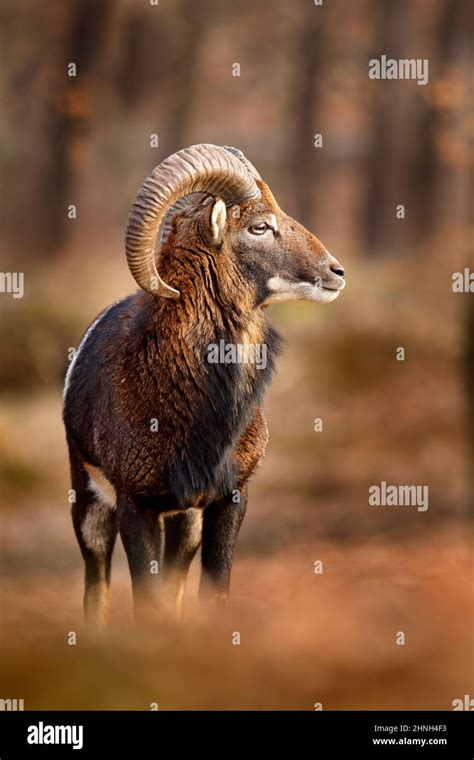 Mouflon Ovis Orientalis Portrait Of Mammal With Big Horns Prague