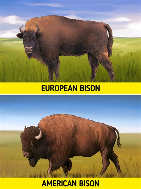 The Difference Between the European Bison and American Bison / 5-Minute ...