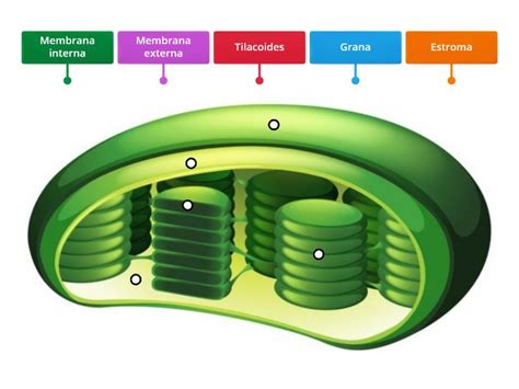 Las Partes De Un Cloroplasto Diagrama Con Etiquetas