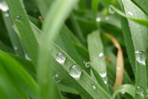 Premium Photo Dewdrops On Green Leaves Of Grass