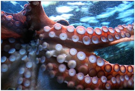 3 Shocking Videos to Remind You Octopuses Aren't Food | PETA