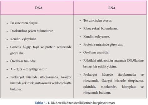 Nükleik Asitlerin Çeşitleri Ve Görevleri Canlı Bilimi