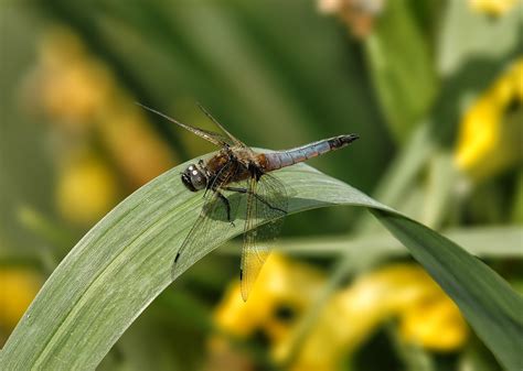 Dragonfly Insecto Estanque Foto Gratis En Pixabay Pixabay