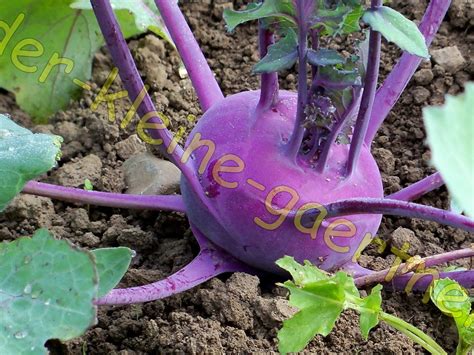 Kohlrabi Delikatess Blau 200 Samen Kohlrabisamen Online Kaufen