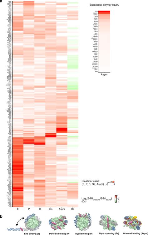 Modes Of Tfnucleosome Interaction A For Each Tf The Strengths Of All