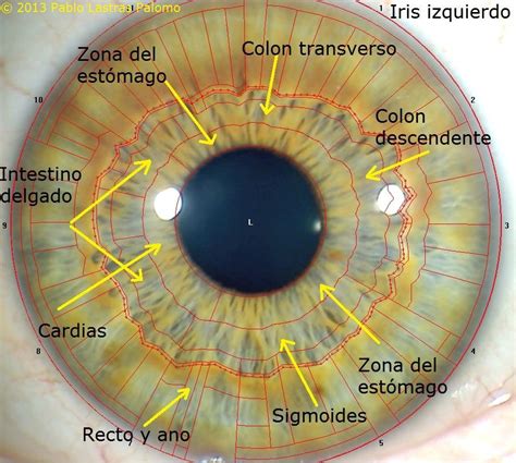 Curso de Iridología por descarga presencial o videoconferencia