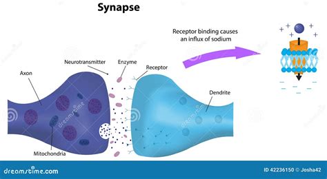 Synapse Labeled Diagram And Receptor Stock Vector Illustration Of