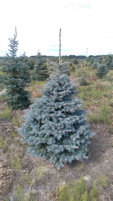 Picea pungens f glauca świerk kłujący świerk srebrny Szkółka