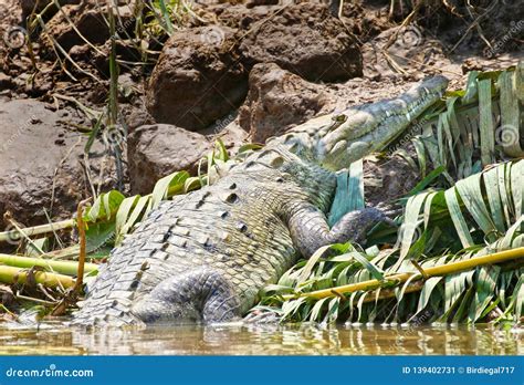 Saltwater Crocodile Resting On River Mud Costa Rica Stock Image